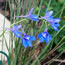 Delphinium belladonna Oriental Blue